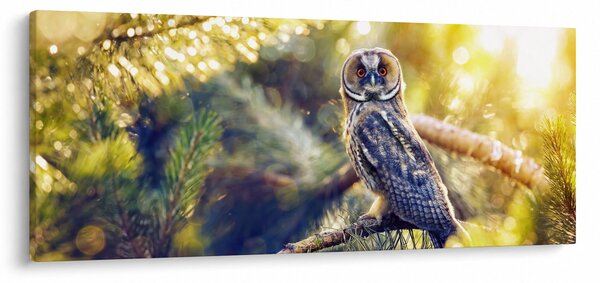 Obraz sovy na strome (120x50 cm)