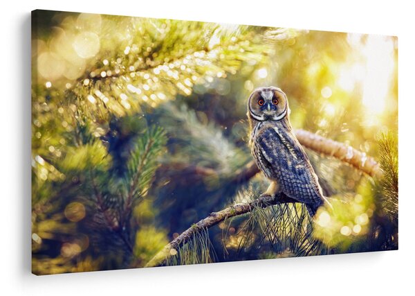Obraz sovy na strome (90x60 cm)