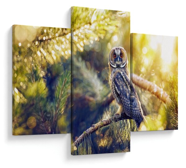 Obraz sovy na strome (90x60 cm)