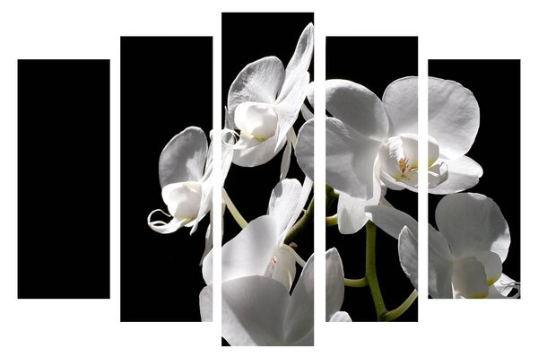 ASIR Súbor nástenných obrazov na plátne BIELA ORCHIDEA 105 cm