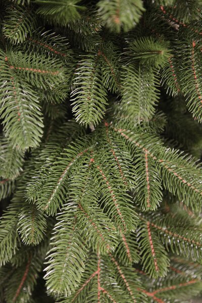 Borovica Limba 225cm- 100% 3D