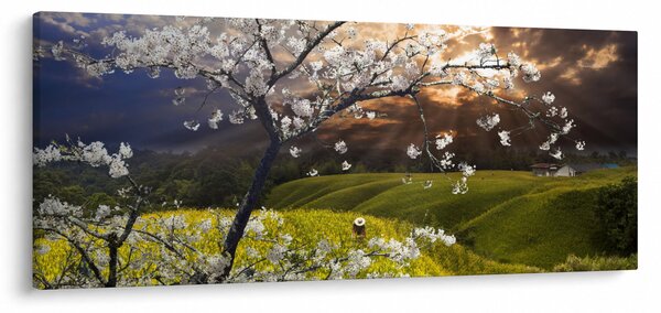 Obraz - Rozkvitnutý strom v krajine (120x50 cm)