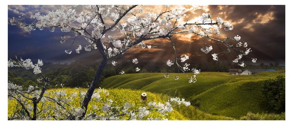 Obraz - Rozkvitnutý strom v krajine (120x50 cm)