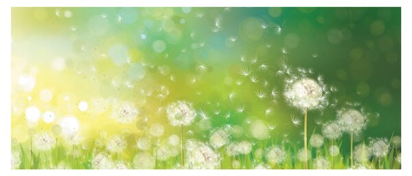 Obraz - Odkvitnuté púpavy (120x50 cm)