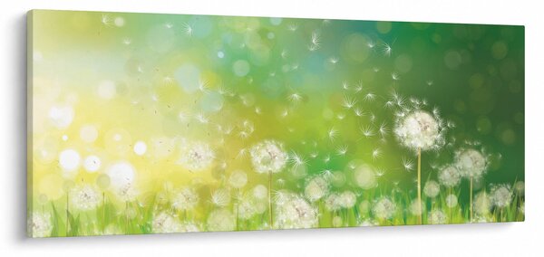 Obraz - Odkvitnuté púpavy (120x50 cm)