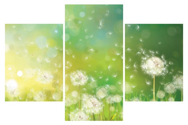 Obraz - Odkvitnuté púpavy (90x60 cm)