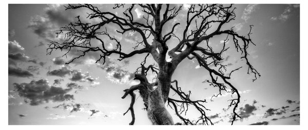 Obraz - Čiernobiely strom (120x50 cm)