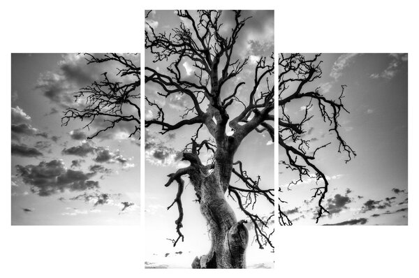 Obraz - Čiernobiely strom (90x60 cm)