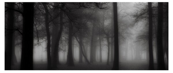 Obraz - Les v hmle (120x50 cm)