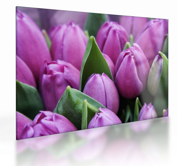 Sklenený obraz - kvety tulipánov (70x50 cm)