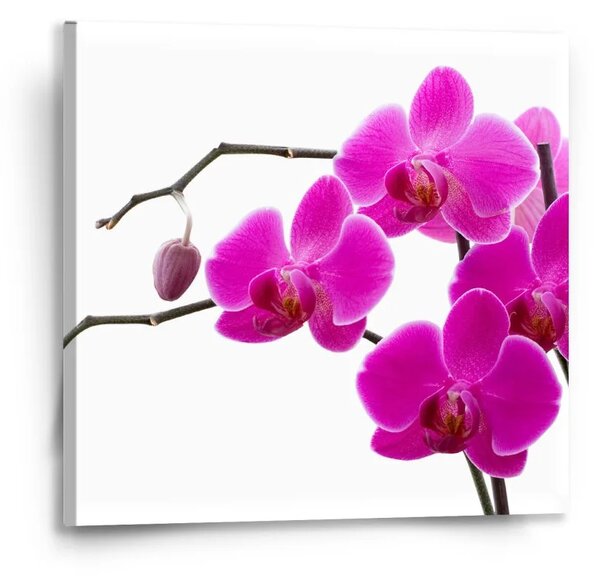 Sablio Obraz Fialové orchidey - 50x50 cm