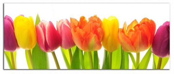 Obraz na stenu Farebné tulipány