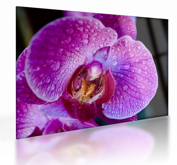 Detailný sklenený obraz kvetu orchidey (70x50 cm)