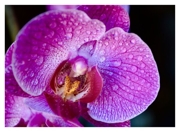 Detailný sklenený obraz kvetu orchidey (70x50 cm)