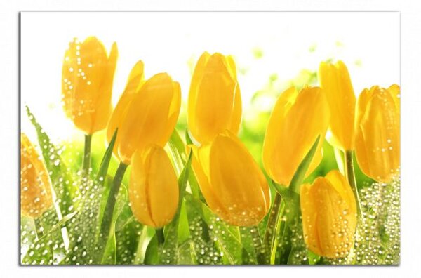 Obraz na stenu Žlté tulipány