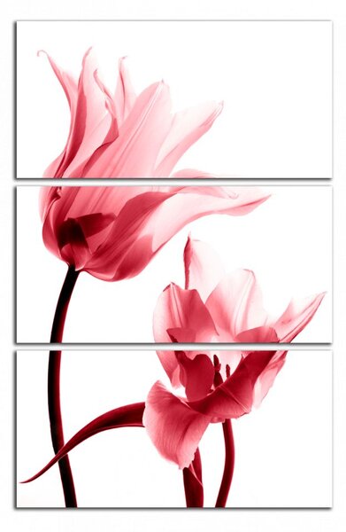 Obraz na stenu Červené tulipány
