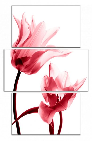 Obraz na stenu Červené tulipány
