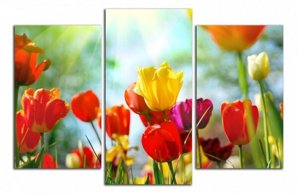 Obraz na plátne Farebné tulipány