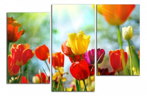 Obraz na plátne Farebné tulipány
