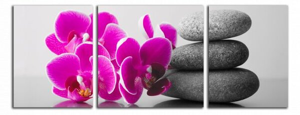 Obraz na plátne Orchidey a zen kamene
