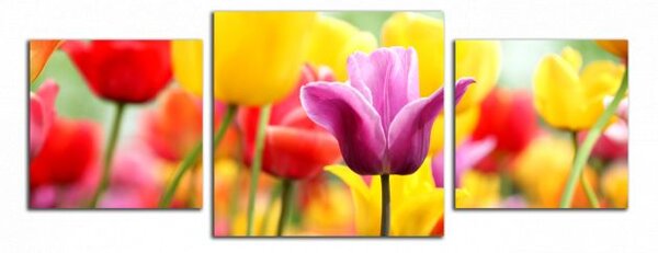 Obraz na plátne Farebné tulipány