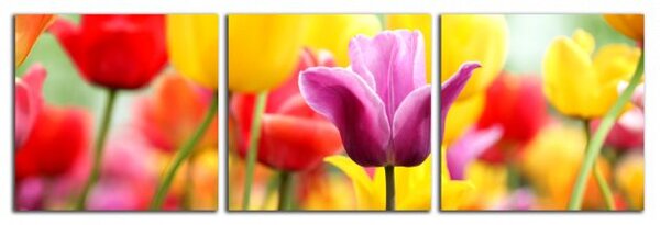 Obraz na plátne Farebné tulipány