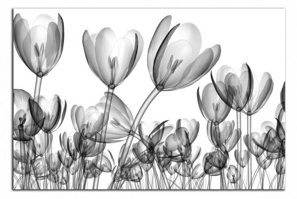 Moderný obraz Čiernobiele tulipány