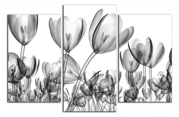 Moderný obraz Čiernobiele tulipány