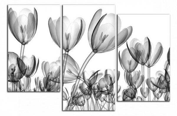 Moderný obraz Čiernobiele tulipány