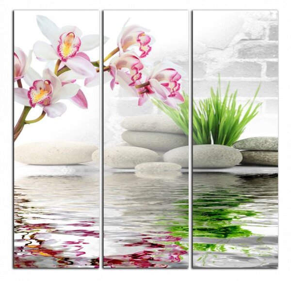 Obraz na stenu Orchidea a kamene