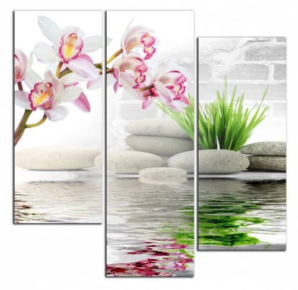 Obraz na stenu Orchidea a kamene