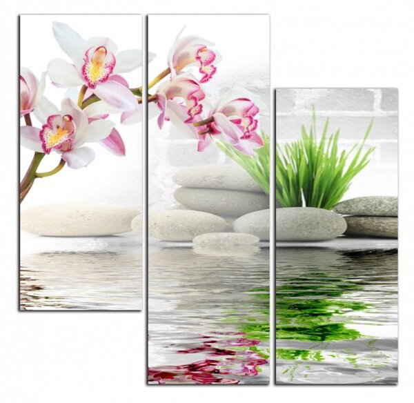 Obraz na stenu Orchidea a kamene