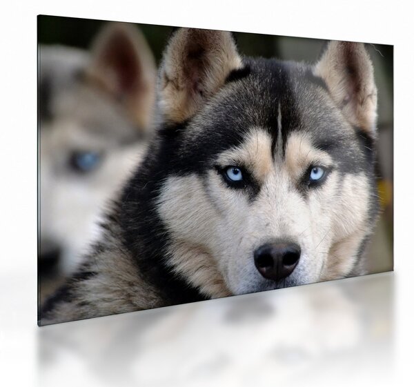 Sklenený obraz psa husky (70x50 cm)