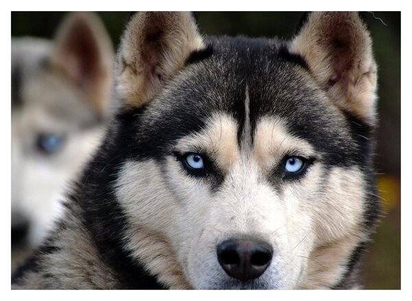 Sklenený obraz psa husky (70x50 cm)