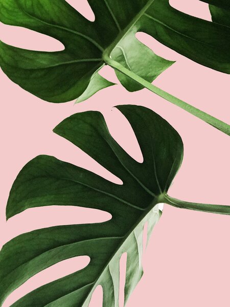 Ilustrácia Pink palm, Finlay & Noa, (30 x 40 cm)