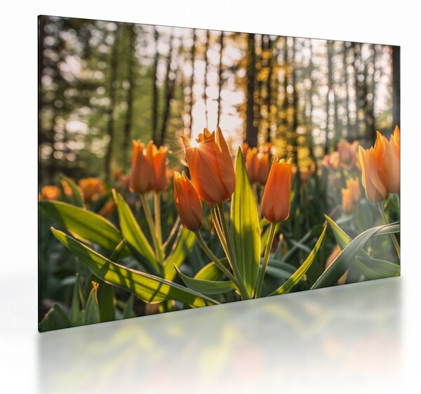 Sklenený obraz - oranžové tulipány (70x50 cm)