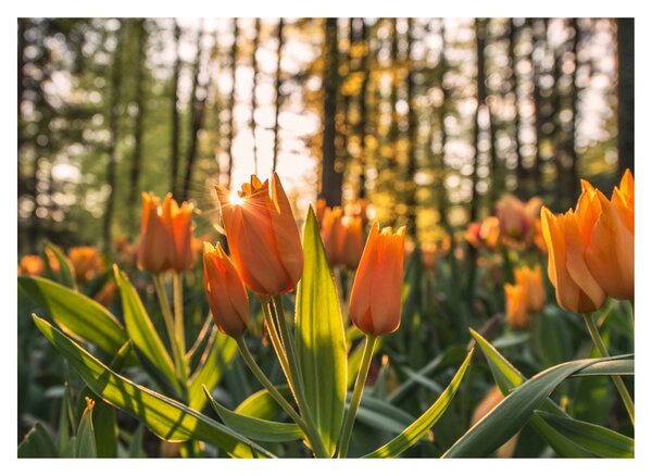Sklenený obraz - oranžové tulipány (70x50 cm)