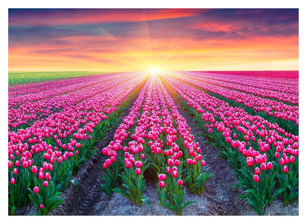 Sklenený obraz poľa tulipánov so slnkom (70x50 cm)