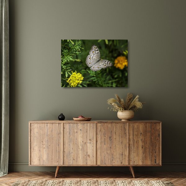 Sklenený obraz - biely motýľ (70x50 cm)