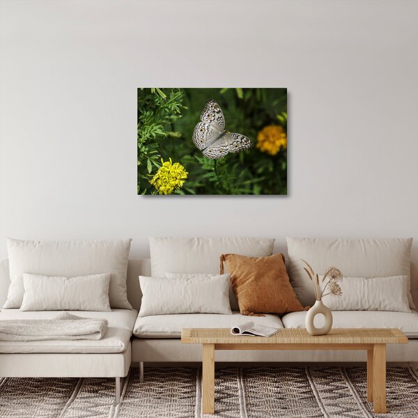 Sklenený obraz - biely motýľ (70x50 cm)