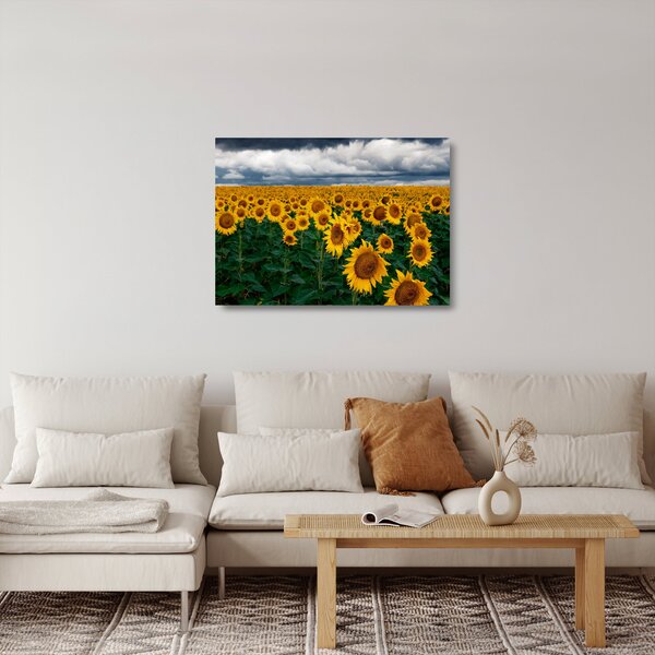 Sklenený obraz slnečnicového poľa (70x50 cm)