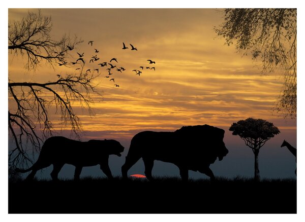Sklenený obraz Safari (70x50 cm)