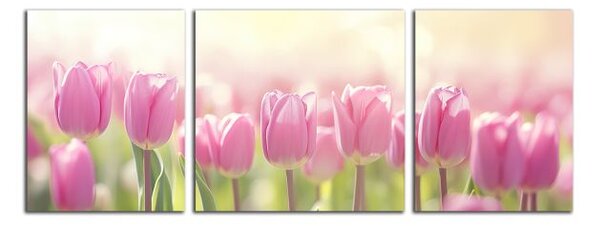 Obraz na stenu Ružové tulipány panoráma