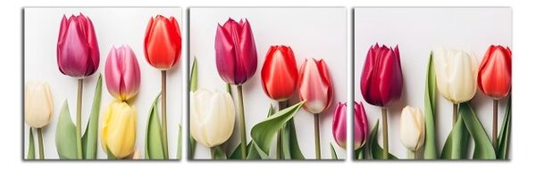 Obraz na plátne Rôznofarebné tulipány