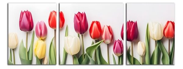 Obraz na plátne Rôznofarebné tulipány