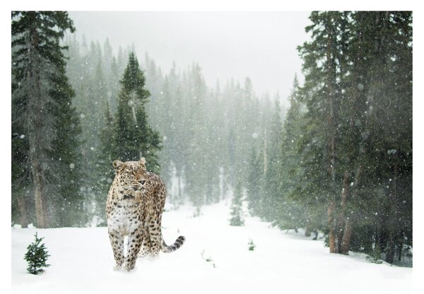 Sklenený obraz leoparda v snehu (70x50 cm)