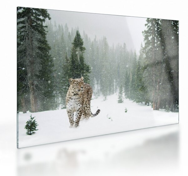Sklenený obraz leoparda v snehu (70x50 cm)