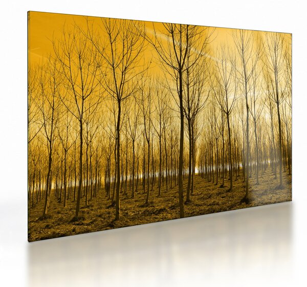 Sklenený obraz lesa pri západe slnka (70x50 cm)