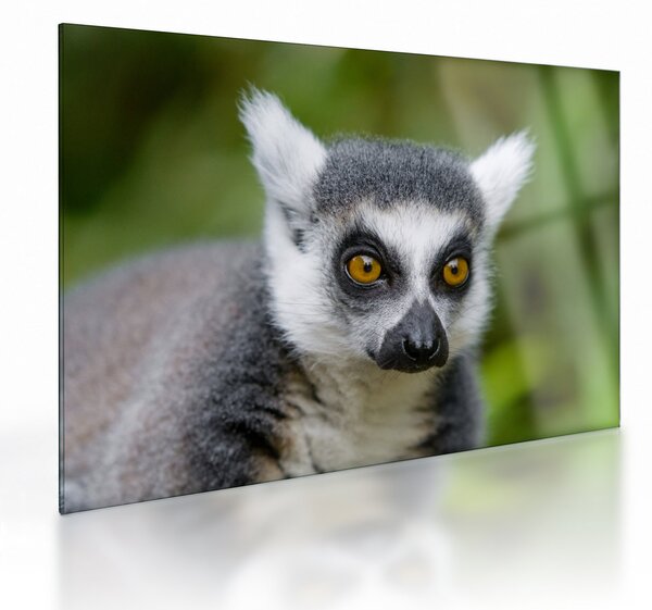 Sklenený obraz lemura (70x50 cm)
