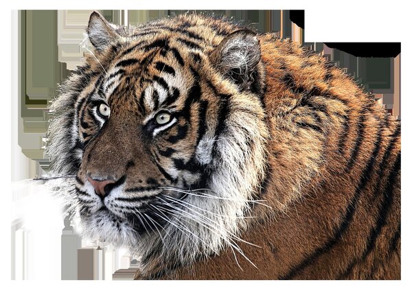 Sklenený obraz tigra (70x50 cm)